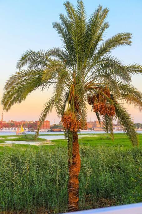 Royal Nile Villa - Nile View Apartment 1 Λούξορ Εξωτερικό φωτογραφία